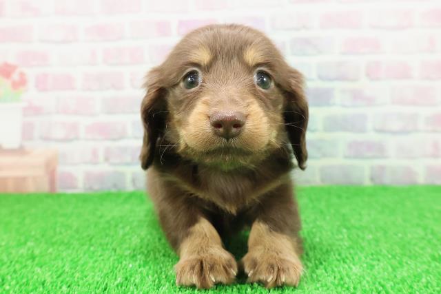 東京都のカニンヘンダックスフンド(ロング) (Coo&RIKU中野サンモール店/2025年11月21日生まれ/男の子/チョコレートタン)の子犬の1枚目の画像