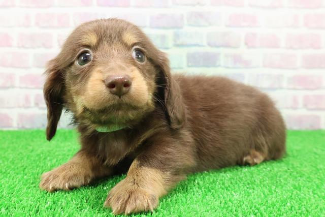 東京都のカニンヘンダックスフンド(ロング) (Coo&RIKU中野サンモール店/2025年11月21日生まれ/男の子/チョコレートタン)の子犬の2枚目の画像