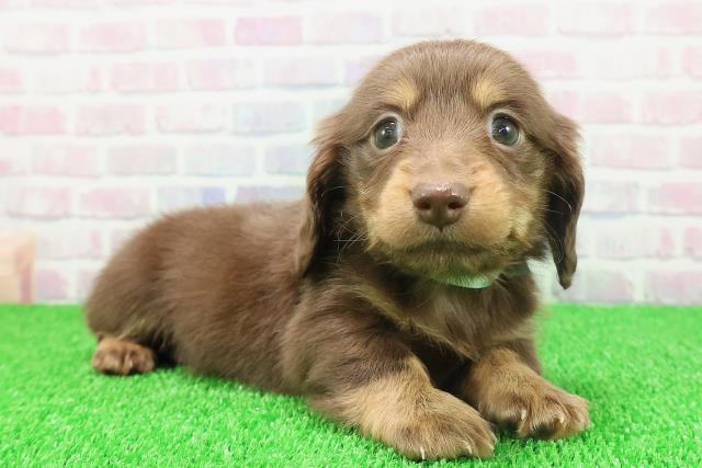 東京都のカニンヘンダックスフンド(ロング) (Coo&RIKU中野サンモール店/2025年11月21日生まれ/男の子/チョコレートタン)の子犬の3枚目の画像