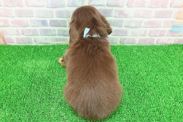 東京都のカニンヘンダックスフンド(ロング) (Coo&RIKU中野サンモール店/2025年11月21日生まれ/男の子/チョコレートタン)の子犬の4枚目の画像