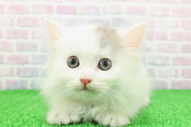 東京都のマンチカン (Coo&RIKU中野サンモール店/2025年11月21日生まれ/女の子/ブルーホワイト)の子猫の1枚目の画像