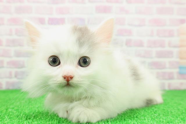 東京都のマンチカン (Coo&RIKU中野サンモール店/2025年11月21日生まれ/女の子/ブルーホワイト)の子猫の2枚目の画像