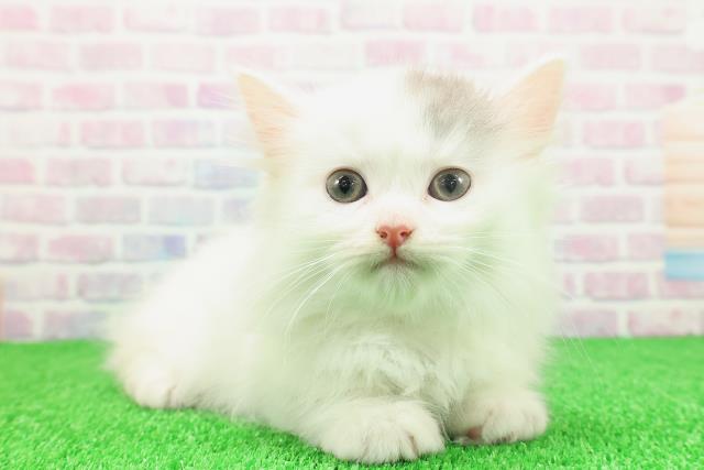 東京都のマンチカン (Coo&RIKU中野サンモール店/2025年11月21日生まれ/女の子/ブルーホワイト)の子猫の3枚目の画像