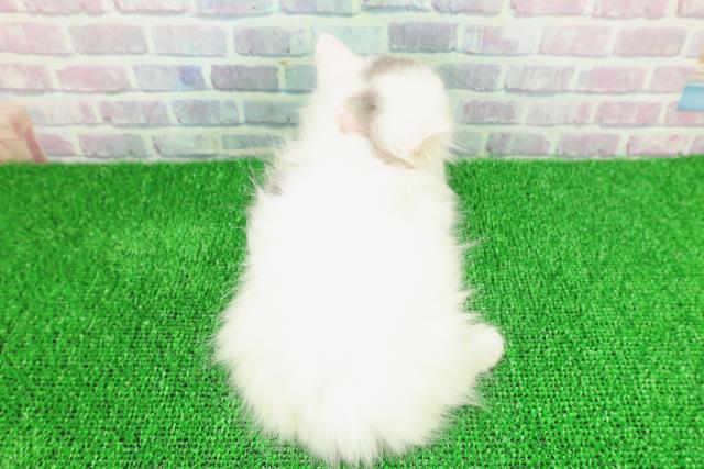 東京都のマンチカン (Coo&RIKU中野サンモール店/2025年11月21日生まれ/女の子/ブルーホワイト)の子猫の4枚目の画像