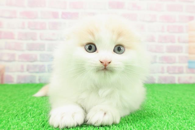 北海道のスコティッシュフォールド (Coo&RIKU函館店/2025年11月23日生まれ/男の子/クリームホワイト)の子猫