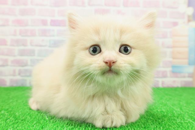 山形県のラガマフィン (Coo&RIKUイオンタウン酒田店/2025年11月20日生まれ/男の子/クリーム)の子猫の3枚目の画像