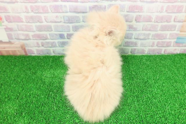 山形県のラガマフィン (Coo&RIKUイオンタウン酒田店/2025年11月20日生まれ/男の子/クリーム)の子猫の4枚目の画像