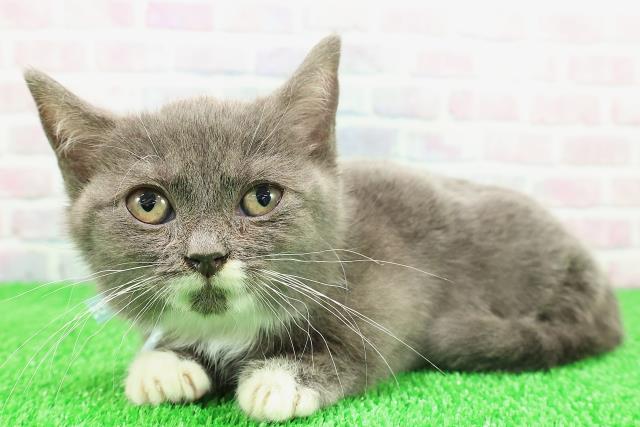 東京都のマンチカン (Coo&RIKU中野サンモール店/2025年11月23日生まれ/男の子/ブルーホワイト)の子猫の2枚目の画像