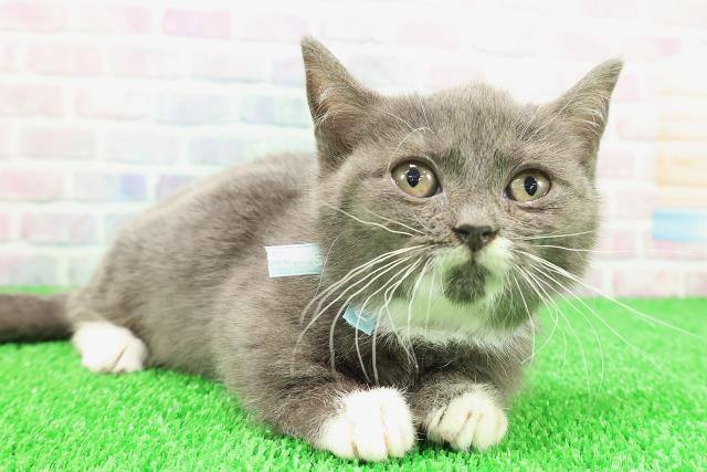 東京都のマンチカン (Coo&RIKU中野サンモール店/2025年11月23日生まれ/男の子/ブルーホワイト)の子猫の3枚目の画像