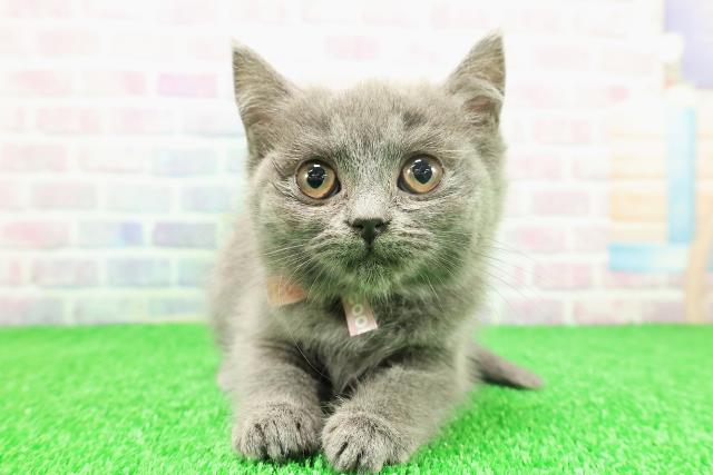 東京都のマンチカン (Coo&RIKU阿佐ヶ谷店/2025年11月23日生まれ/女の子/ブルー)の子猫の1枚目の画像