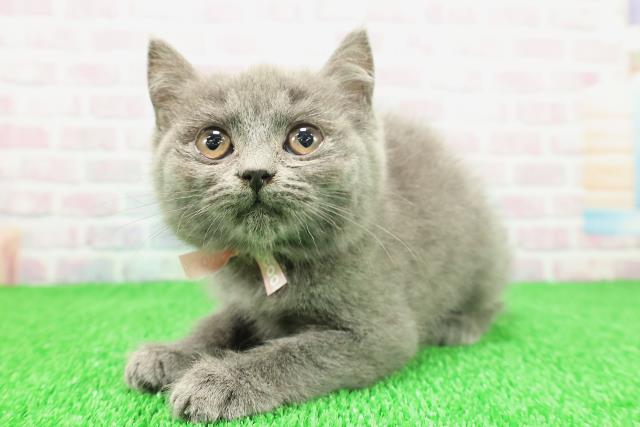 東京都のマンチカン (Coo&RIKU阿佐ヶ谷店/2025年11月23日生まれ/女の子/ブルー)の子猫の2枚目の画像