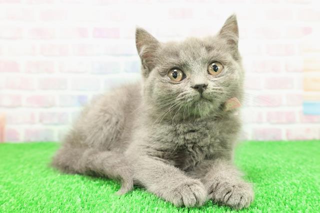 東京都のマンチカン (Coo&RIKU阿佐ヶ谷店/2025年11月23日生まれ/女の子/ブルー)の子猫の3枚目の画像