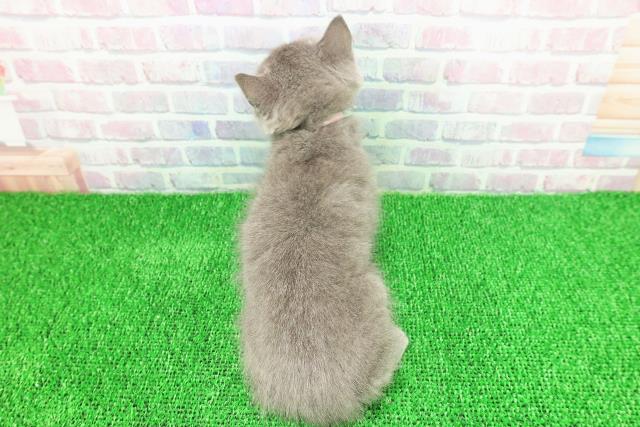 東京都のマンチカン (Coo&RIKU阿佐ヶ谷店/2025年11月23日生まれ/女の子/ブルー)の子猫の4枚目の画像