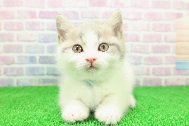 神奈川県のブリティッシュショートヘアー (Coo&RIKU相模原店/2025年11月19日生まれ/男の子/ブルータビーホワイト)の子猫の1枚目の画像