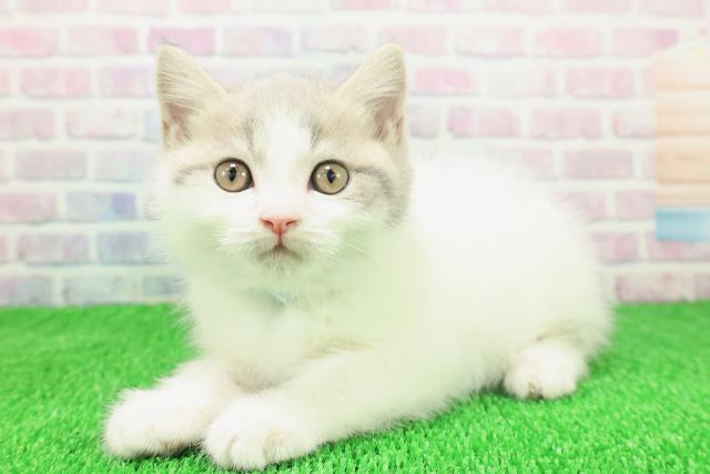神奈川県のブリティッシュショートヘアー (Coo&RIKU相模原店/2025年11月19日生まれ/男の子/ブルータビーホワイト)の子猫の2枚目の画像