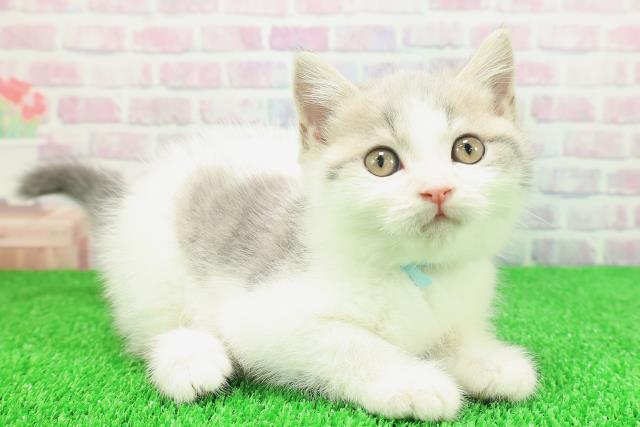 神奈川県のブリティッシュショートヘアー (Coo&RIKU相模原店/2025年11月19日生まれ/男の子/ブルータビーホワイト)の子猫の3枚目の画像