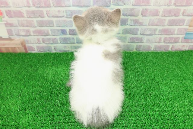 神奈川県のブリティッシュショートヘアー (Coo&RIKU相模原店/2025年11月19日生まれ/男の子/ブルータビーホワイト)の子猫の4枚目の画像