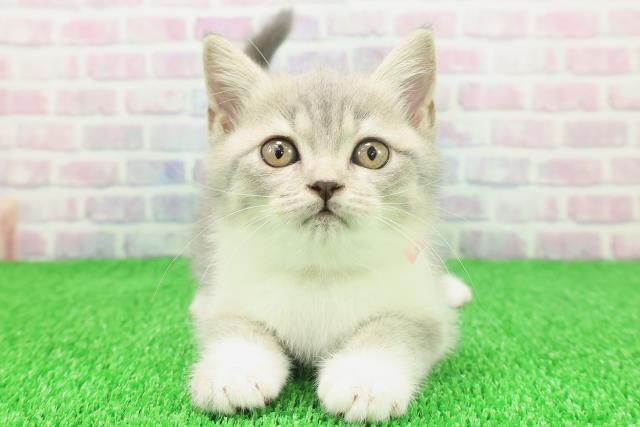 神奈川県のブリティッシュショートヘアー (Coo&RIKU横浜青葉店/2025年11月19日生まれ/女の子/ブルータビーホワイト)の子猫の1枚目の画像