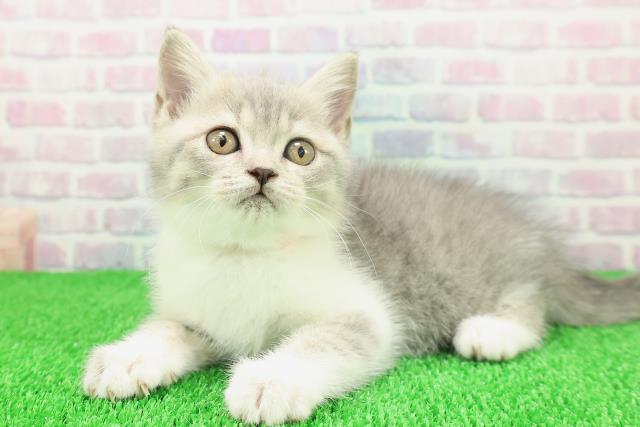 神奈川県のブリティッシュショートヘアー (Coo&RIKU横浜青葉店/2025年11月19日生まれ/女の子/ブルータビーホワイト)の子猫の2枚目の画像