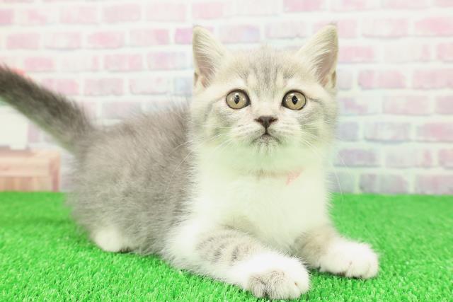 神奈川県のブリティッシュショートヘアー (Coo&RIKU横浜青葉店/2025年11月19日生まれ/女の子/ブルータビーホワイト)の子猫の3枚目の画像