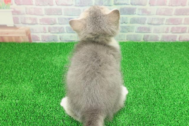 神奈川県のブリティッシュショートヘアー (Coo&RIKU横浜青葉店/2025年11月19日生まれ/女の子/ブルータビーホワイト)の子猫の4枚目の画像