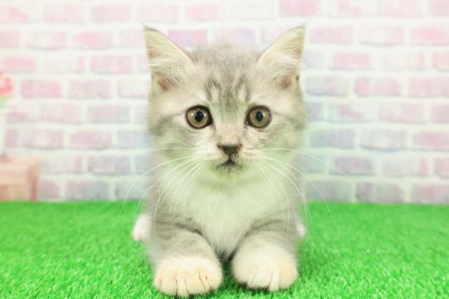 千葉県のブリティッシュショートヘアー (Coo&RIKU市原店/2025年11月19日生まれ/男の子/ブルータビーホワイト)の子猫の1枚目の画像