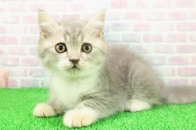 千葉県のブリティッシュショートヘアー (Coo&RIKU市原店/2025年11月19日生まれ/男の子/ブルータビーホワイト)の子猫の2枚目の画像