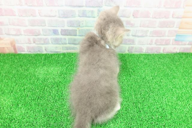 千葉県のブリティッシュショートヘアー (Coo&RIKU市原店/2025年11月19日生まれ/男の子/ブルータビーホワイト)の子猫の4枚目の画像