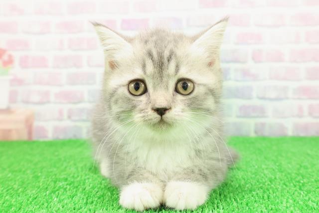 北海道のブリティッシュショートヘアー (Coo&RIKU函館店/2025年11月19日生まれ/女の子/ブルータビーホワイト)の子猫