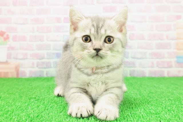 青森県のブリティッシュショートヘアー (Coo&RIKU八戸店/2025年11月19日生まれ/女の子/ブルータビー)の子猫の1枚目の画像