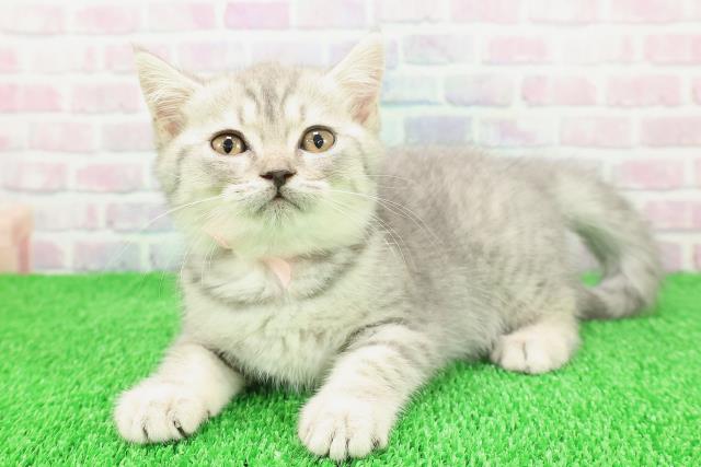 青森県のブリティッシュショートヘアー (Coo&RIKU八戸店/2025年11月19日生まれ/女の子/ブルータビー)の子猫の2枚目の画像