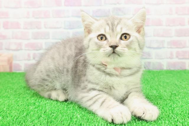 青森県のブリティッシュショートヘアー (Coo&RIKU八戸店/2025年11月19日生まれ/女の子/ブルータビー)の子猫の3枚目の画像