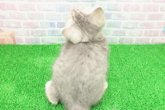 青森県のブリティッシュショートヘアー (Coo&RIKU八戸店/2025年11月19日生まれ/女の子/ブルータビー)の子猫の4枚目の画像