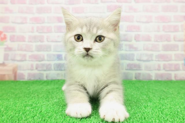 新潟県のブリティッシュショートヘアー (Coo&RIKU長岡店/2025年11月19日生まれ/女の子/ブルータビーホワイト)の子猫