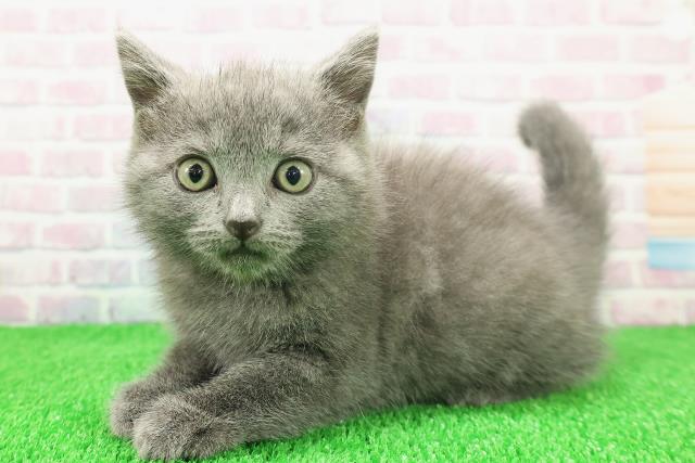 新潟県のシャルトリュー (Coo&RIKU長岡店/2025年11月20日生まれ/男の子/ブルー)の子猫の2枚目の画像