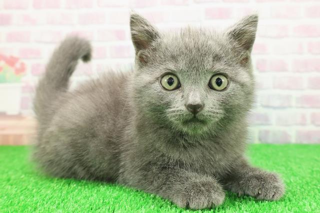 新潟県のシャルトリュー (Coo&RIKU長岡店/2025年11月20日生まれ/男の子/ブルー)の子猫の3枚目の画像