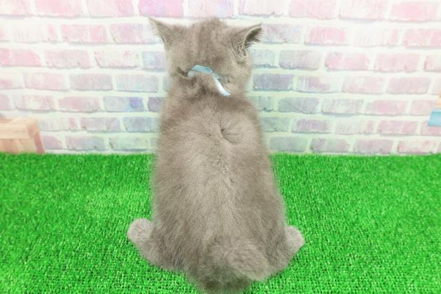 新潟県のシャルトリュー (Coo&RIKU長岡店/2025年11月20日生まれ/男の子/ブルー)の子猫の4枚目の画像