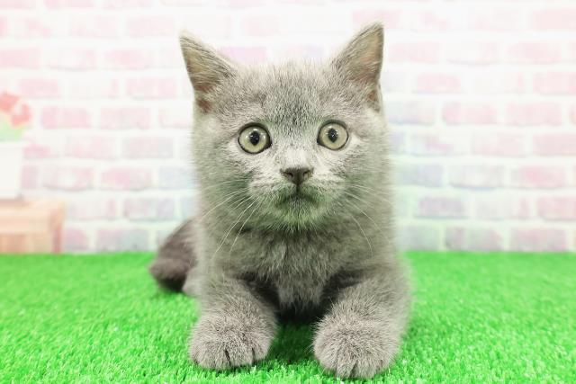 青森県のシャルトリュー (Coo&RIKU八戸店/2025年11月20日生まれ/女の子/ブルー)の子猫の1枚目の画像