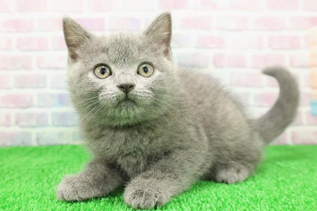 青森県のシャルトリュー (Coo&RIKU八戸店/2025年11月20日生まれ/女の子/ブルー)の子猫の2枚目の画像