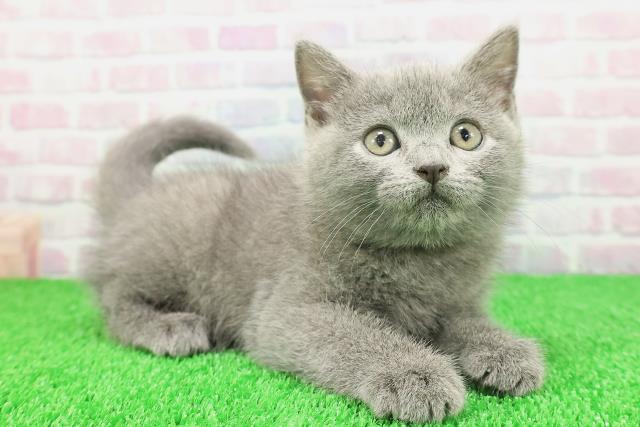 青森県のシャルトリュー (Coo&RIKU八戸店/2025年11月20日生まれ/女の子/ブルー)の子猫の3枚目の画像