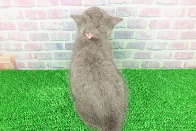 青森県のシャルトリュー (Coo&RIKU八戸店/2025年11月20日生まれ/女の子/ブルー)の子猫の4枚目の画像