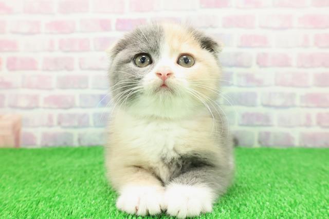 青森県のスコティッシュフォールド (Coo&RIKU八戸店/2025年11月21日生まれ/女の子/ダイリュートキャリコ)の子猫の1枚目の画像