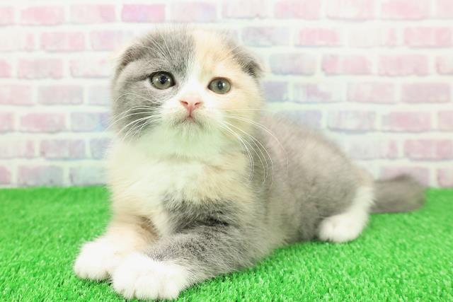 青森県のスコティッシュフォールド (Coo&RIKU八戸店/2025年11月21日生まれ/女の子/ダイリュートキャリコ)の子猫の2枚目の画像