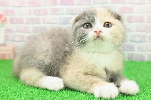 青森県のスコティッシュフォールド (Coo&RIKU八戸店/2025年11月21日生まれ/女の子/ダイリュートキャリコ)の子猫の3枚目の画像