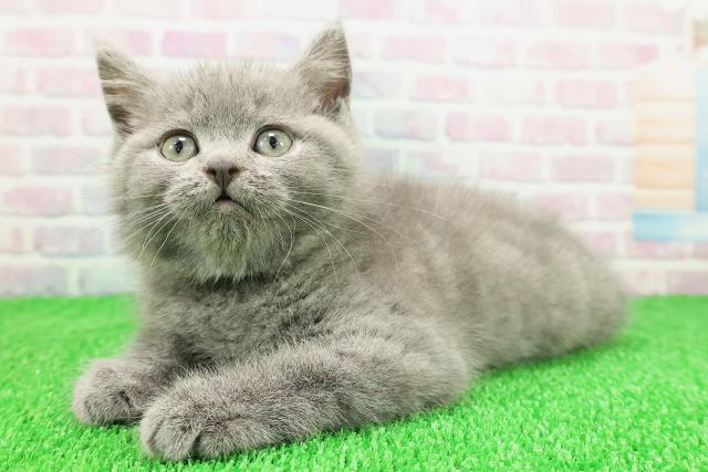 新潟県のスコティッシュフォールド (Coo&RIKU長岡店/2025年11月21日生まれ/男の子/ブルー)の子猫の2枚目の画像