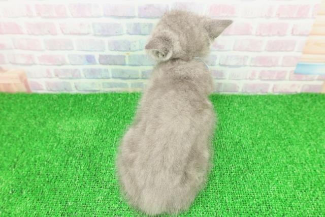 新潟県のスコティッシュフォールド (Coo&RIKU長岡店/2025年11月21日生まれ/男の子/ブルー)の子猫の4枚目の画像