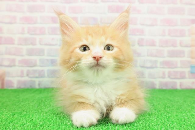 神奈川県のメインクーン (Coo&RIKU相模原店/2025年11月14日生まれ/男の子/レッドタビーホワイト)の子猫の1枚目の画像