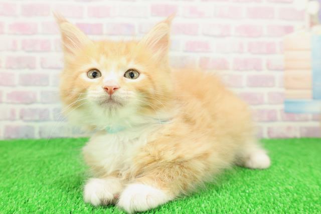 神奈川県のメインクーン (Coo&RIKU相模原店/2025年11月14日生まれ/男の子/レッドタビーホワイト)の子猫の2枚目の画像