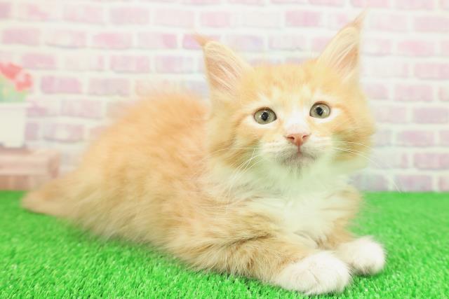 神奈川県のメインクーン (Coo&RIKU相模原店/2025年11月14日生まれ/男の子/レッドタビーホワイト)の子猫の3枚目の画像