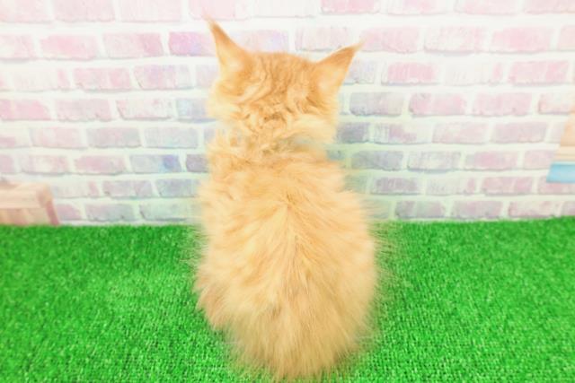 神奈川県のメインクーン (Coo&RIKU相模原店/2025年11月14日生まれ/男の子/レッドタビーホワイト)の子猫の4枚目の画像